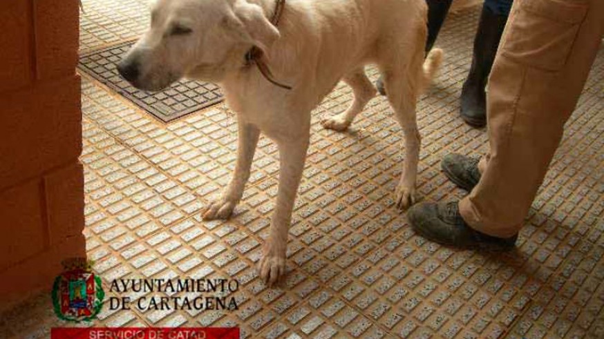 Imagen de uno de los perros que pueden ser adoptados en el CATAD
