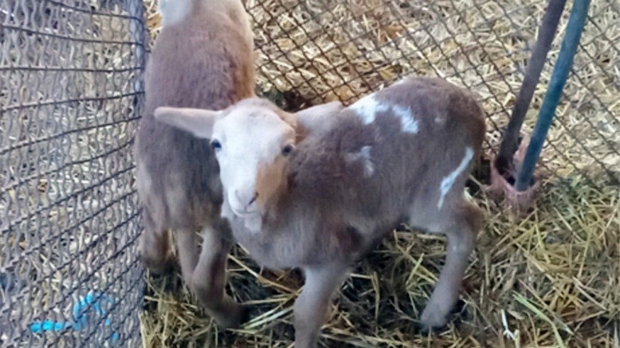 Detenido el presunto ladrón de 50 corderos en Caravaca de la Cruz