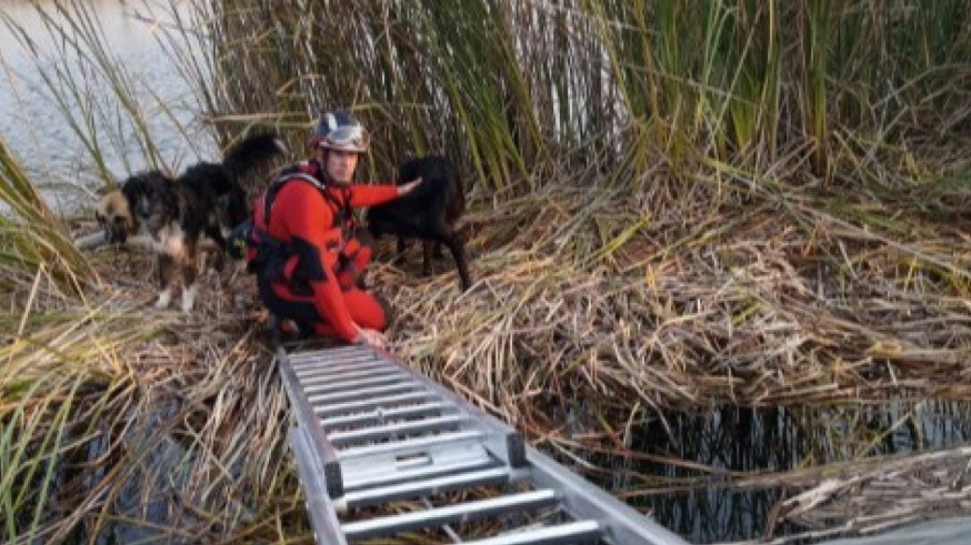 Bomberos del CEIS rescatan tres perros atrapados en una balsa de Caravaca