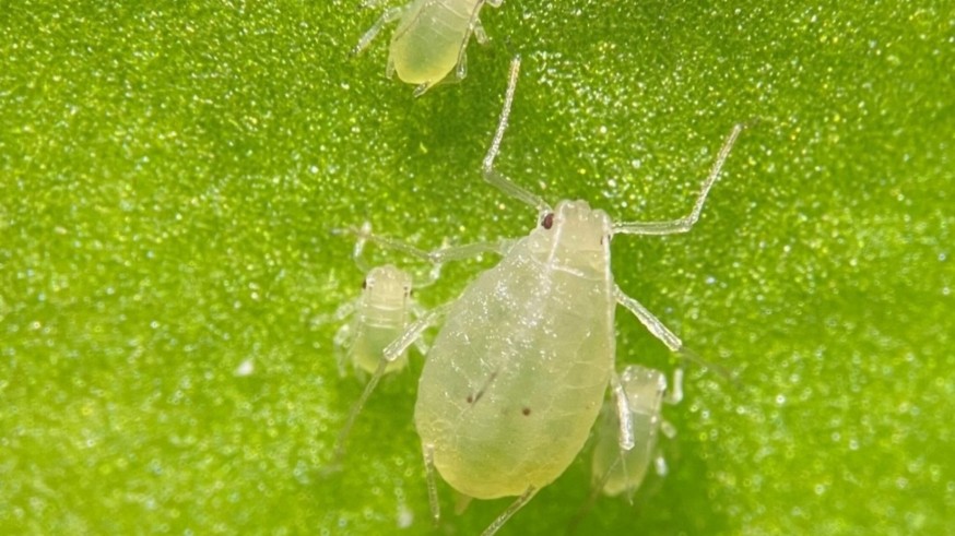 Murcia pide más fitosanitarios para luchar contra las plagas en el campo