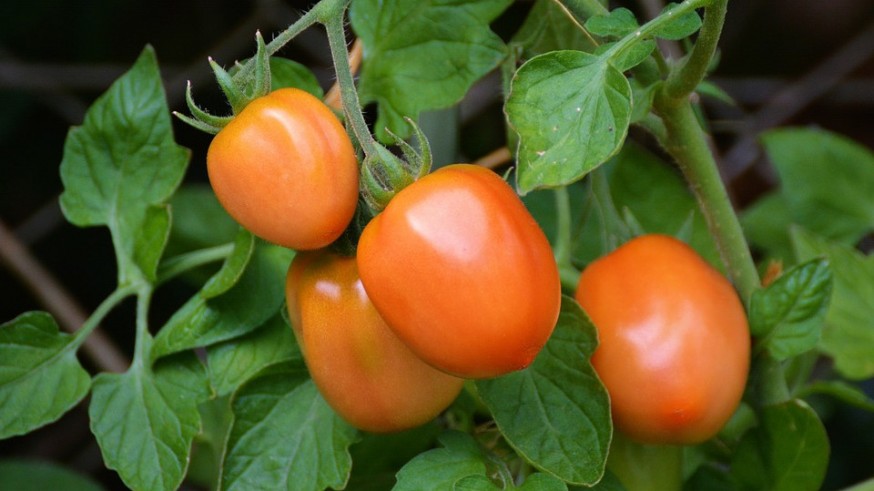 Cultivo de tomates. PIXABAY