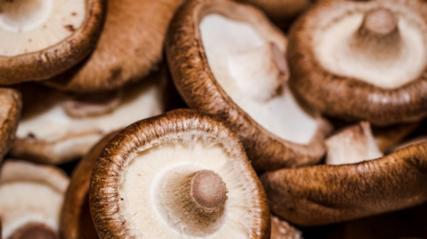 Conociendo Sierra Espuña. Cómo coger setas