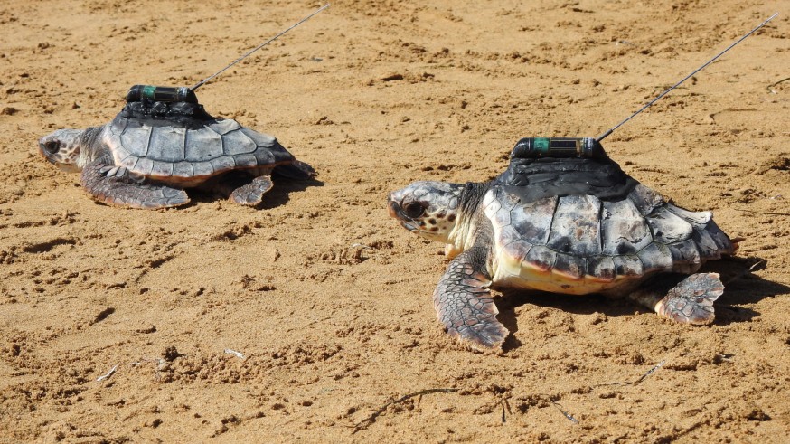 Tres tortugas marinas recorren todo el Mediterráneo desde Calblanque a Grecia