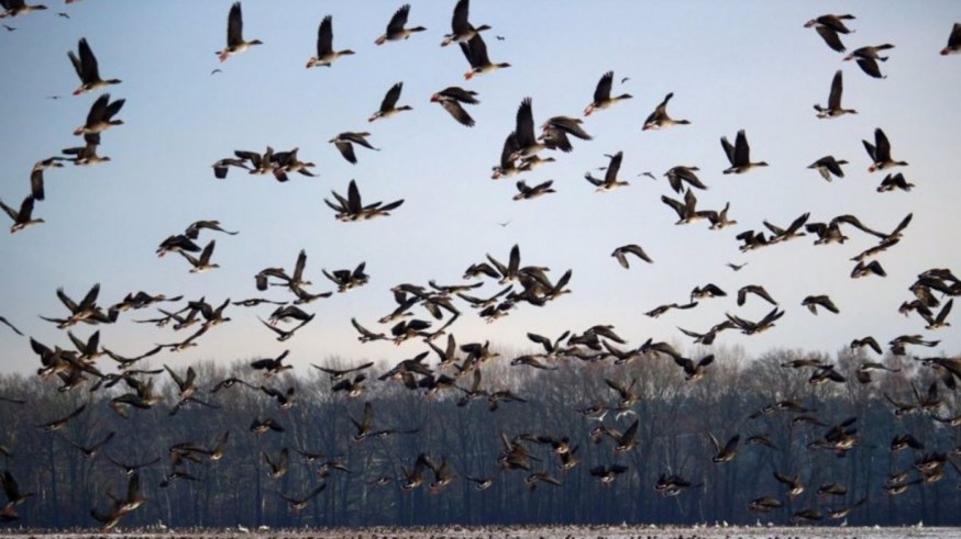 El cambio climático afecta ya a la migración de las aves