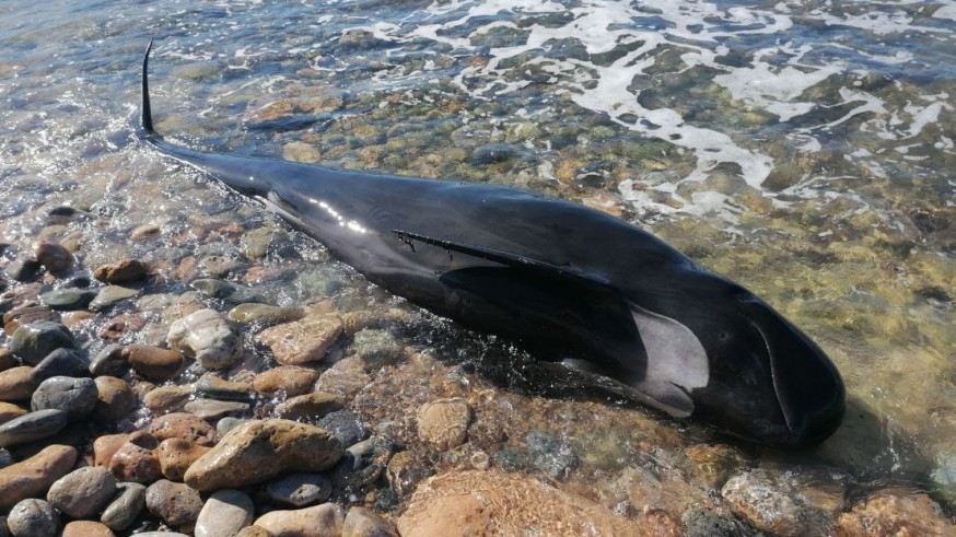 Aparece un cetáceo muerto en una playa de La Azohía