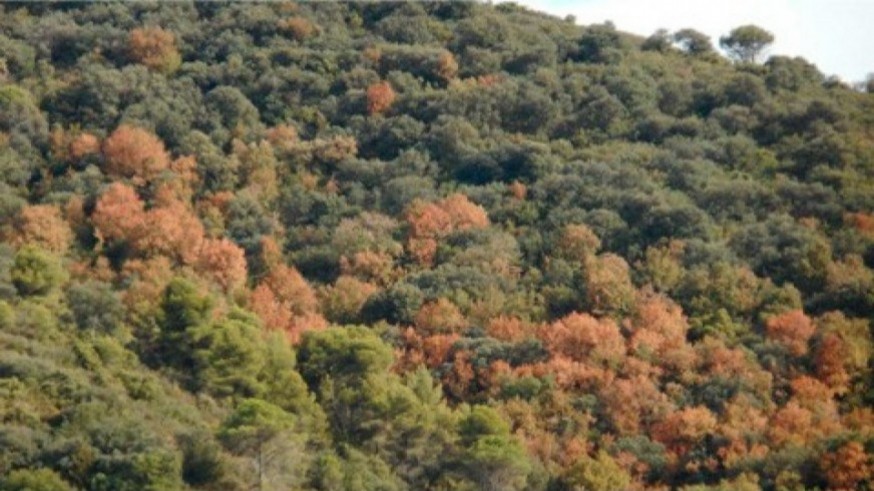 Un estudio alerta de la pérdida de biodiversidad en los bosques mediterráneos
