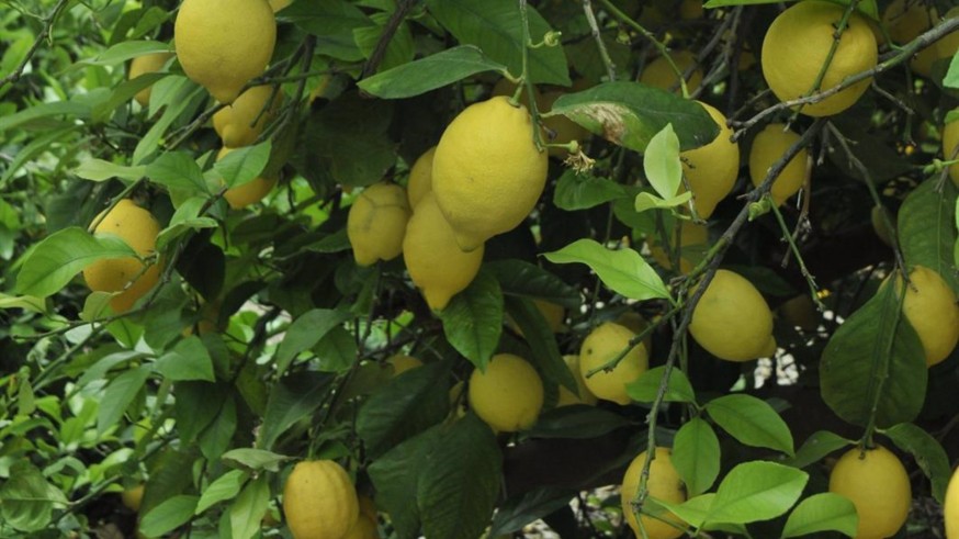 Podemos denuncia la plantación de más limoneros en la Región de Murcia