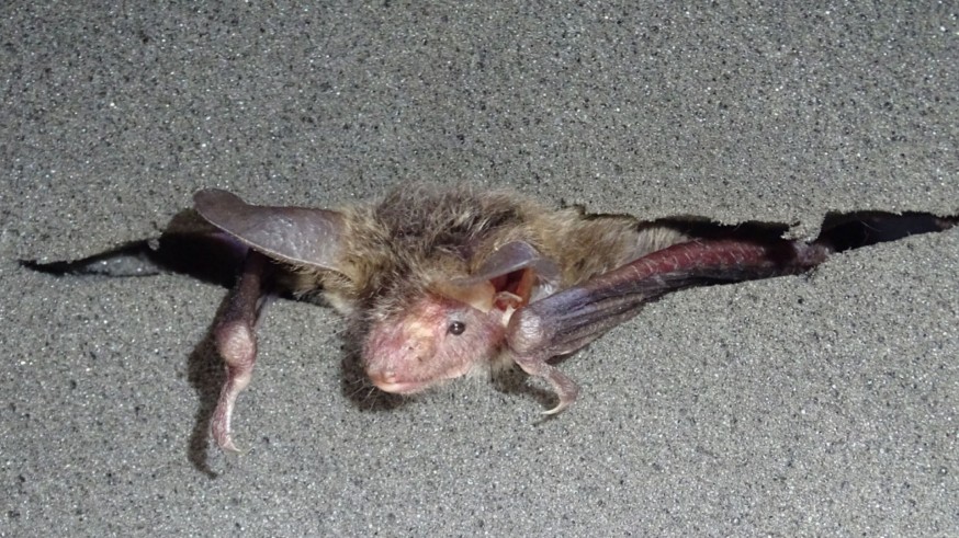 Una de las especies de murciélago localizada en la región. Foto ANSE