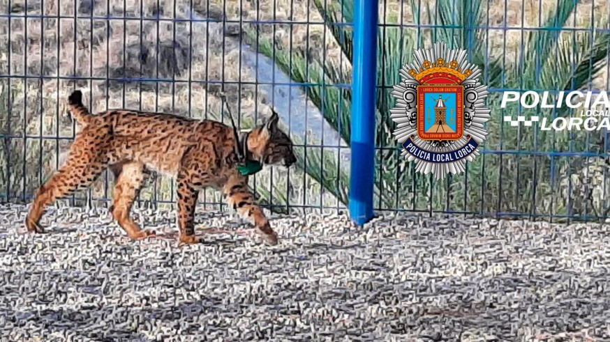 VÍDEO | Tiko, uno de los linces liberados, se pasea por un colegio de Lorca