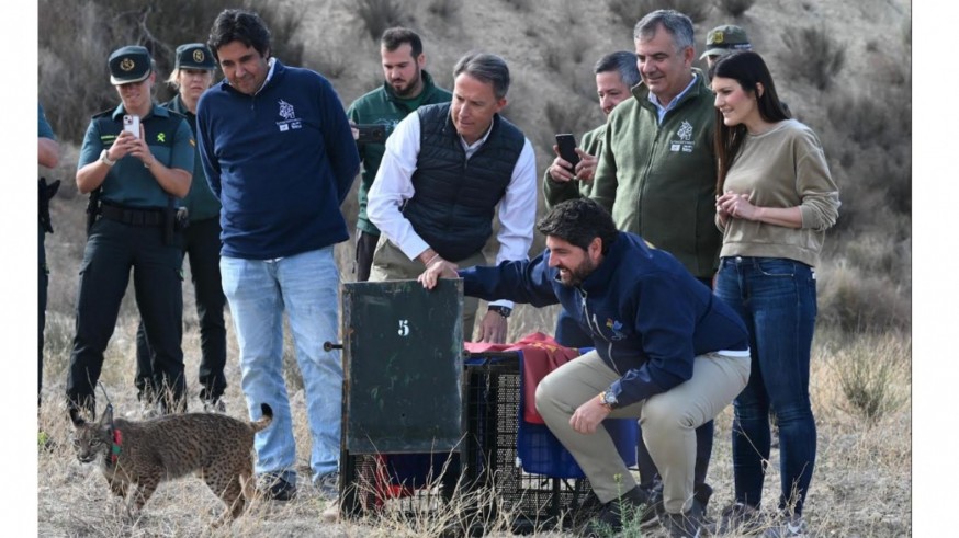Sueltan dos nuevos ejemplares de lince ibérico en las Tierras Altas de Lorca
