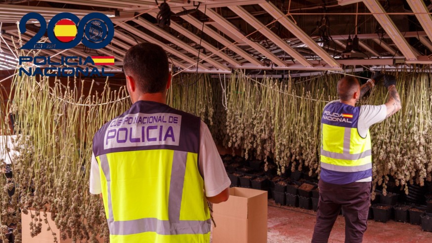 Dos detenidos en Fortuna por cultivar 1.814 plantas de marihuana en una vivienda