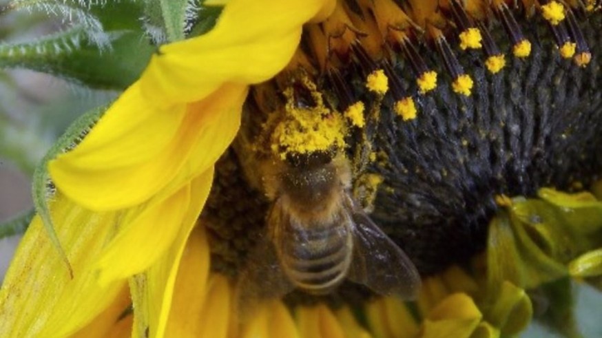 Entre el 80 y el 90% de la polinización de la floración de Cieza la realizan las abejas
