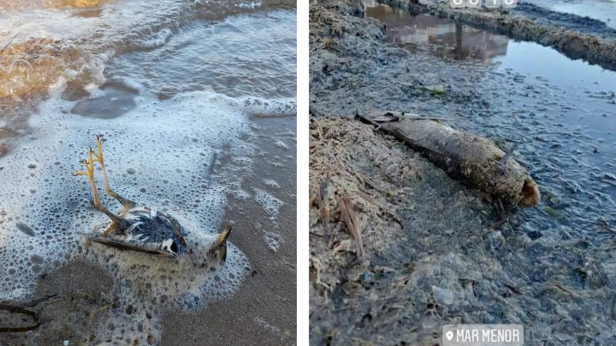 Gaviota y pez muertos aparecidos en la zona de la Cala del Pino