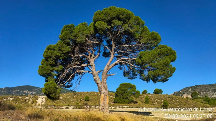 TARDE ABIERTA. El Ayuntamiento de Lorca actualiza el catálogo de árboles
