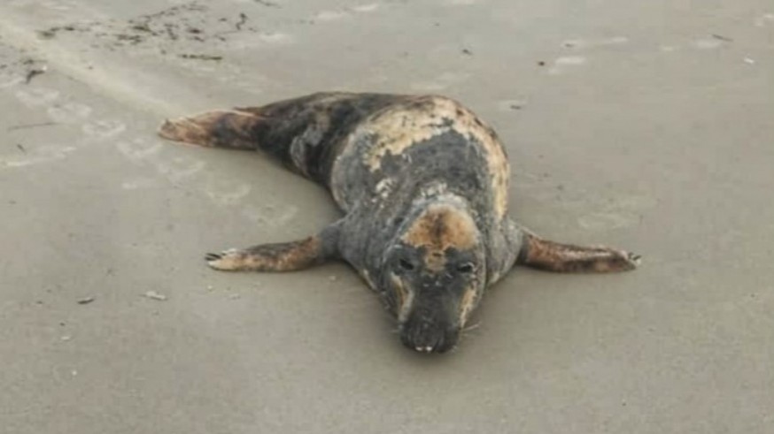 La foca gris rescatada en San Pedro del Pinatar será devuelta al mar