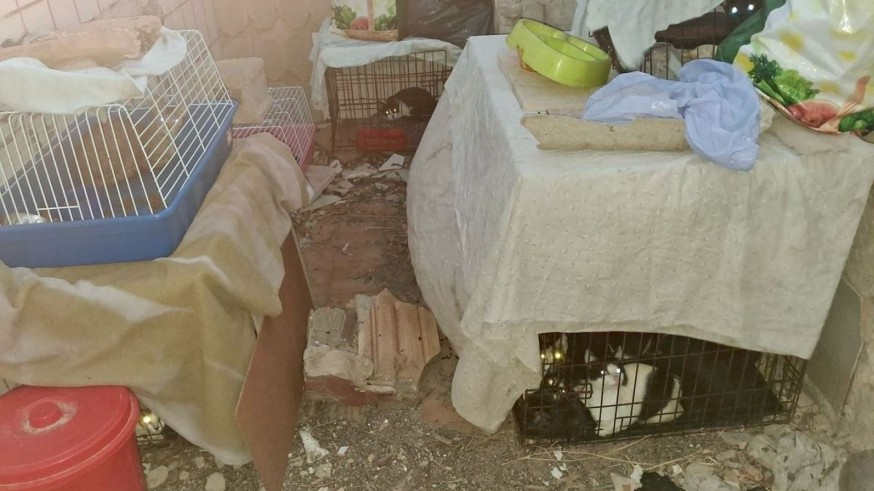 Rescatan a 24 gatos hacinados en unas ruinas de La Asomada en un operativo del Ayuntamiento y las protectoras de Cartagena