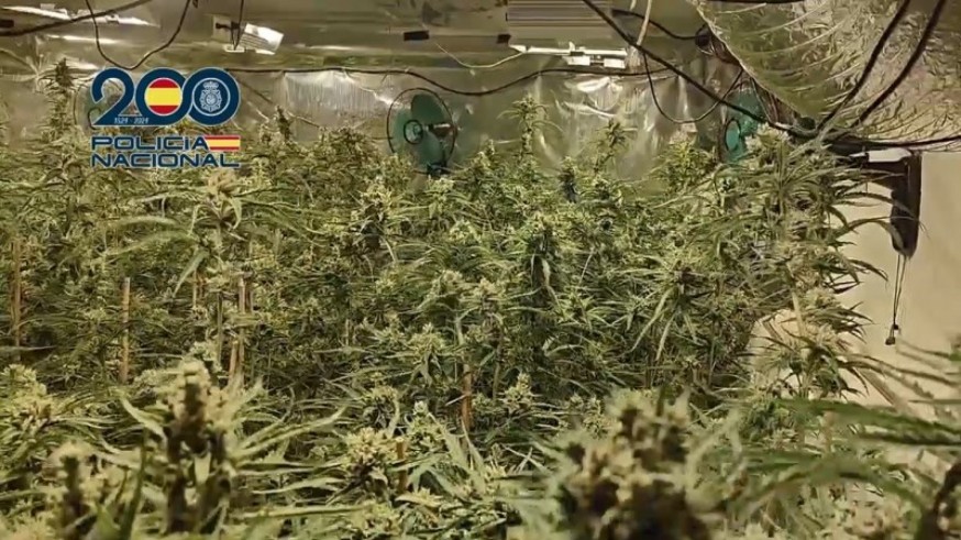 Detectadas bandas serbias que instalan plantaciones de marihuana en Molina de Segura