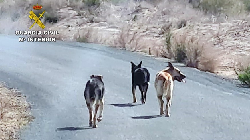 Investigan a dos personas por el abandono de varios perros que mataron a más de una veintena de ovejas 