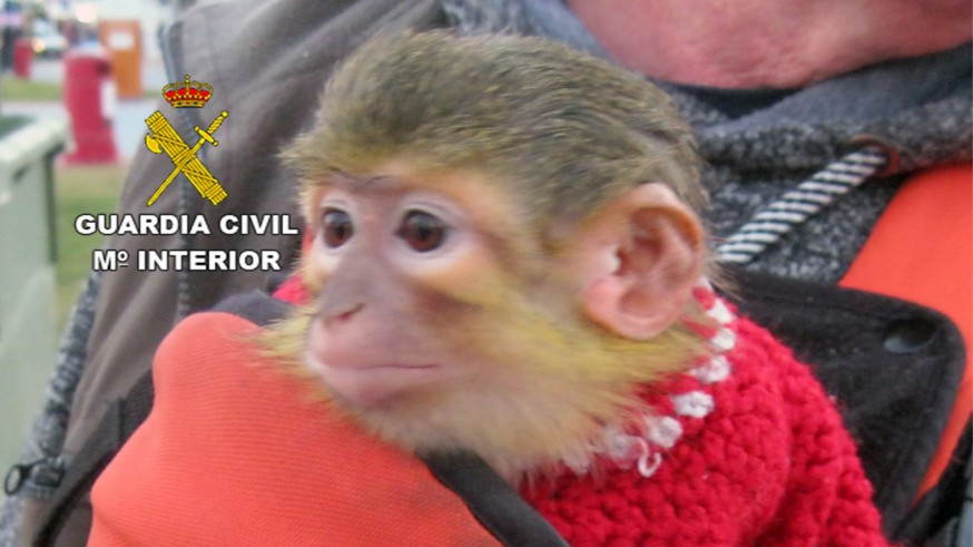 La Guardia Civil se incauta de un ejemplar de mono tití en Águilas