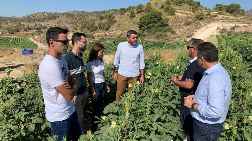 La Región de Murcia es pionera en producción y exportación de okra