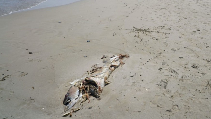 Atún muerto en una playa de La Manga