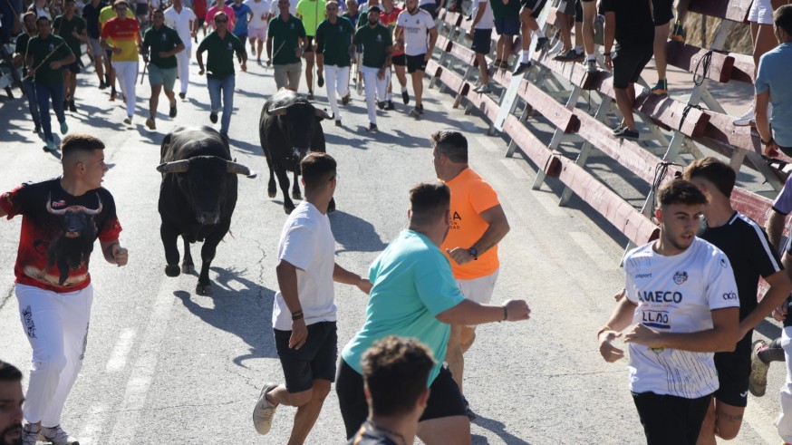 Quinto encierro en Calasparra, sin heridos y multitudiario