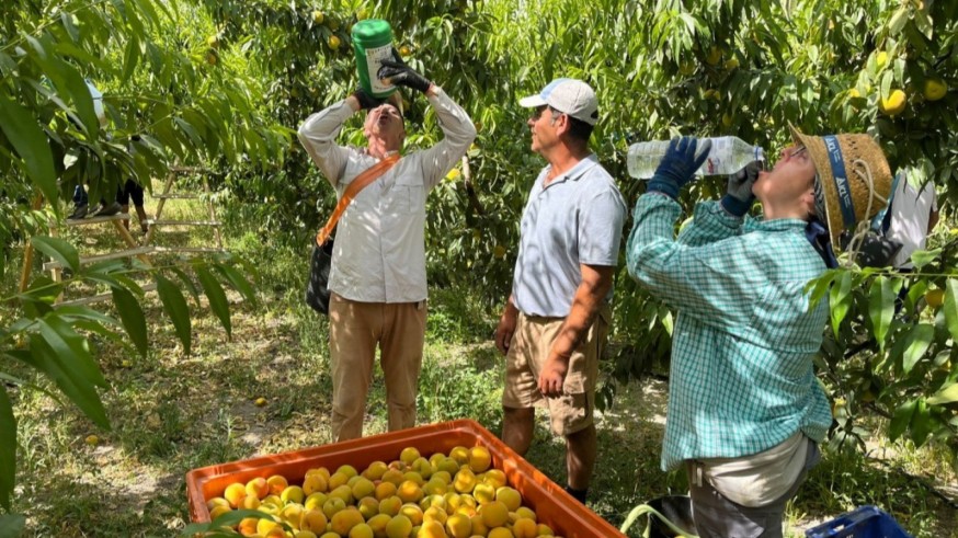 Los productores de fruta de hueso comienzan a aplicar medidas para evitar golpes de calor de los trabajadores