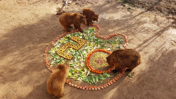 Tarta de cumpleaños para los osos Yaqui y Nuca en Terra Natura