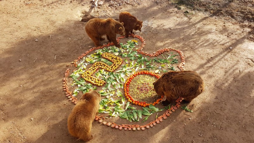 Tarta de cumpleaños para los osos Yaqui y Nuca en Terra Natura