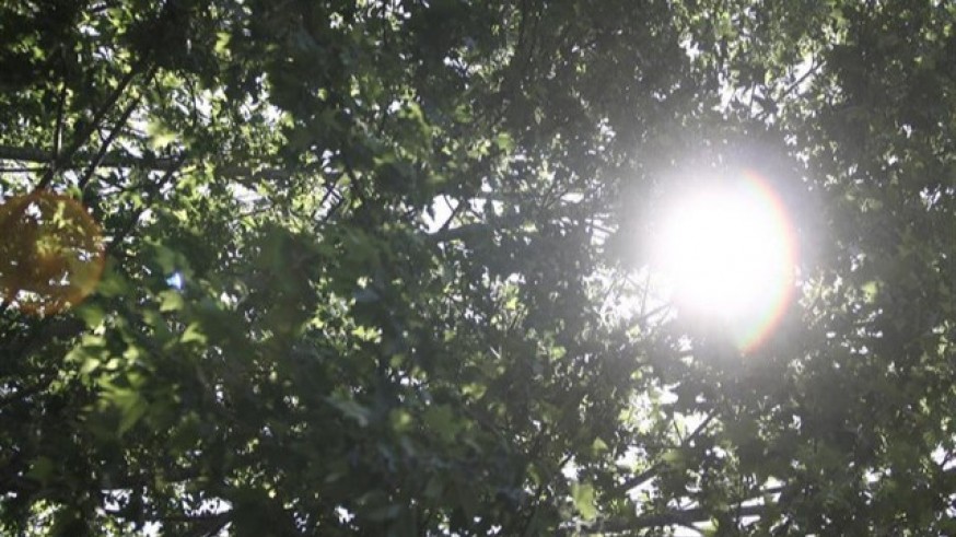 SOL ENTRE LOS ÁRBOLES