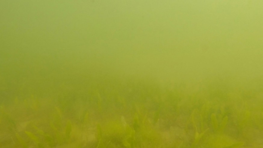 aguas verdes en el Mar Menor