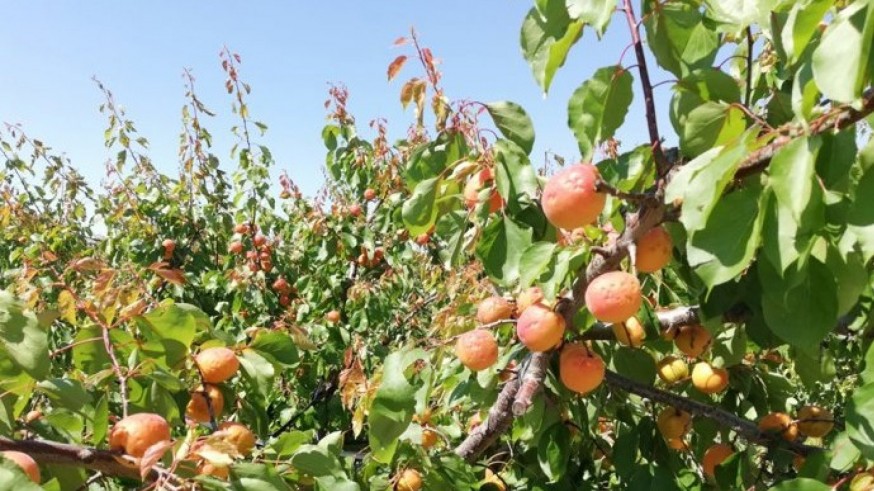 El pedrisco deja daños desiguales en el campo de Cieza, con pérdidas de hasta el 70% en algunas parcelas