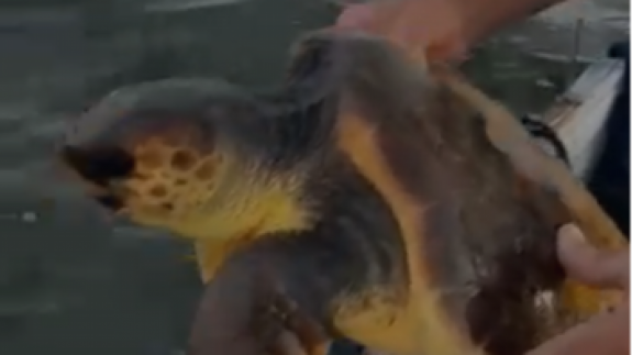 Encuentran una tortuga boba en las redes de los pescadores en el Mar Menor
