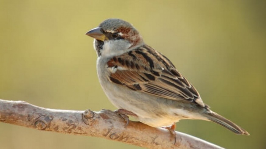 La agricultura intensiva es la causa principal del descenso de pájaros en Europa