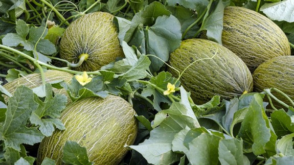 Retrasan la plantación de melón y la recogida de la patata en Cartagena por la lluvia