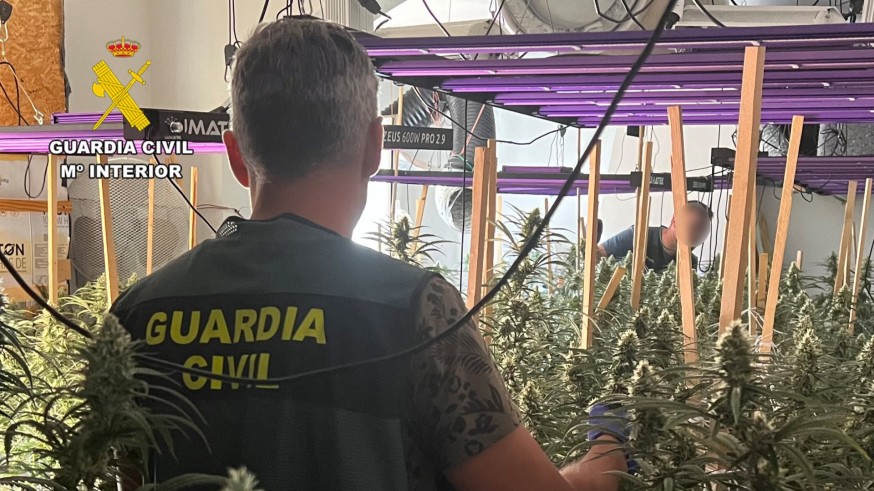  La Guardia Civil desarticula en Murcia y Torre Pacheco un grupo delictivo que cultivaba cannabis