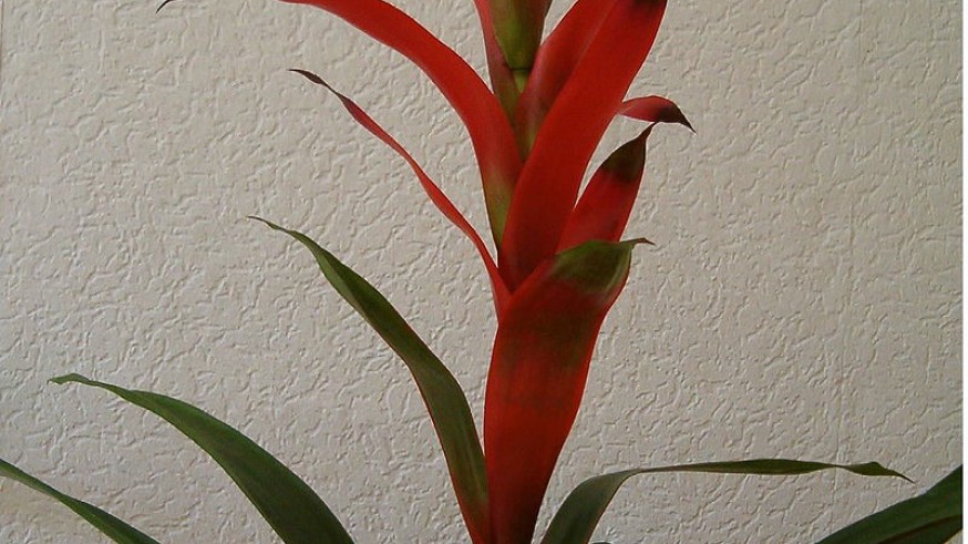 Bromelia Guzmania (wikipedia)