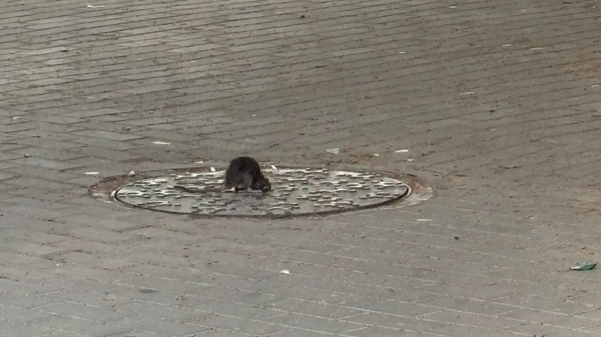 Denuncian una plaga de ratas en el centro de Lorca: "La situación es insostenible"