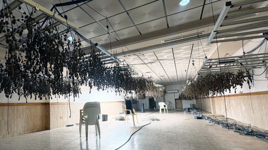 Incautan 1.000 plantas de marihuana en un antiguo restaurante en Casillas