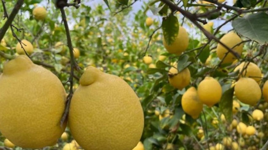 La plaga que puede acabar con la mitad de los limoneros