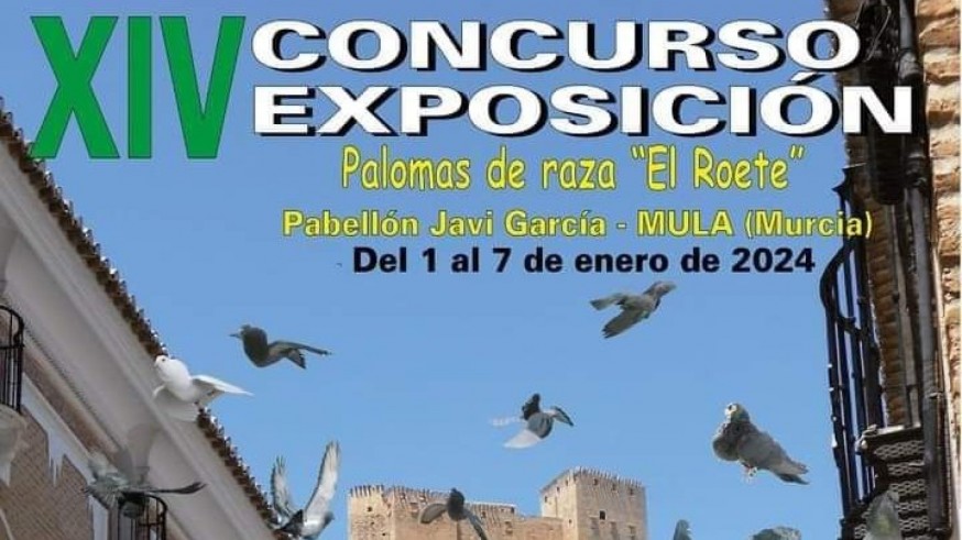 La ciudad de Mula celebra durante esta semana el decimocuarto concurso exposición de palomas de raza