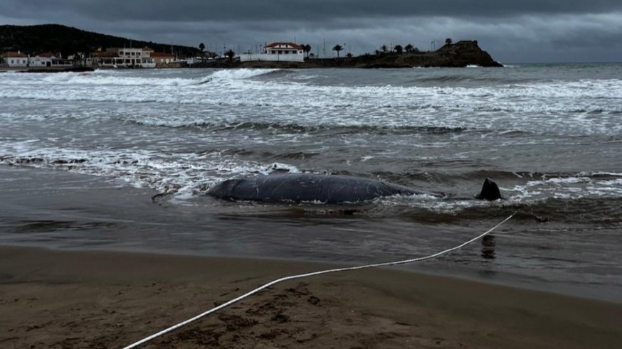 ANSE denuncia la aparición de cuatro cetáceos de gran tamaño en Mazarrón, Águilas, Pulpí y Carboneras