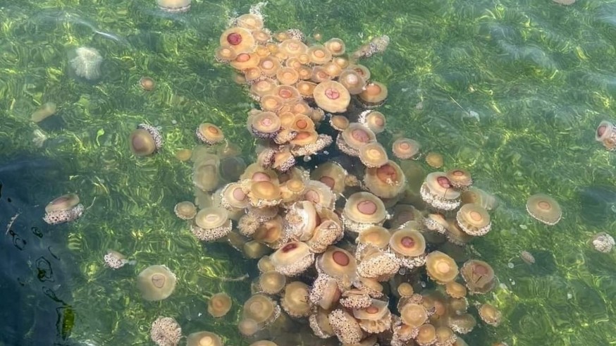 Miles de medusas 'huevo frito' invaden las playas del Mar Menor