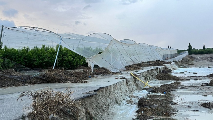 Agroseguro cifra en 5.700 las hectáreas afectadas por declaraciones de siniestro en la Región de Murcia por las lluvias