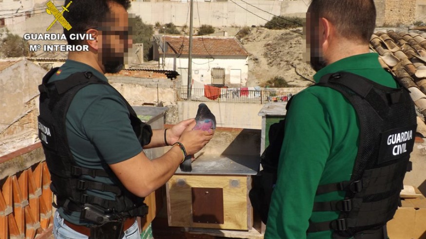 Palomos intervenidos por la Guardia Civil
