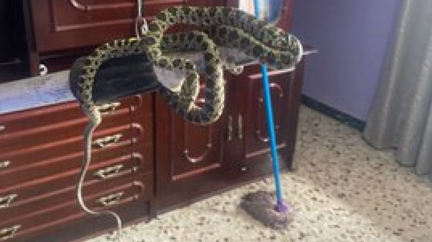 Aparece una serpiente en el salón de estar de una casa de Totana