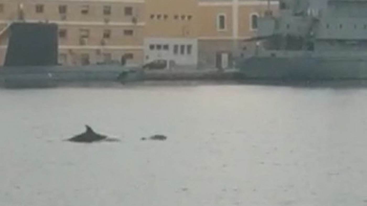Los delfines cerca de la dársena militar de Cartagena
