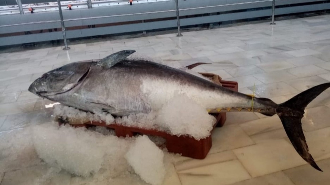 Ocho barcos de artes menores de la Región de Murcia obtienen licencia para poder capturar atunes en 2023