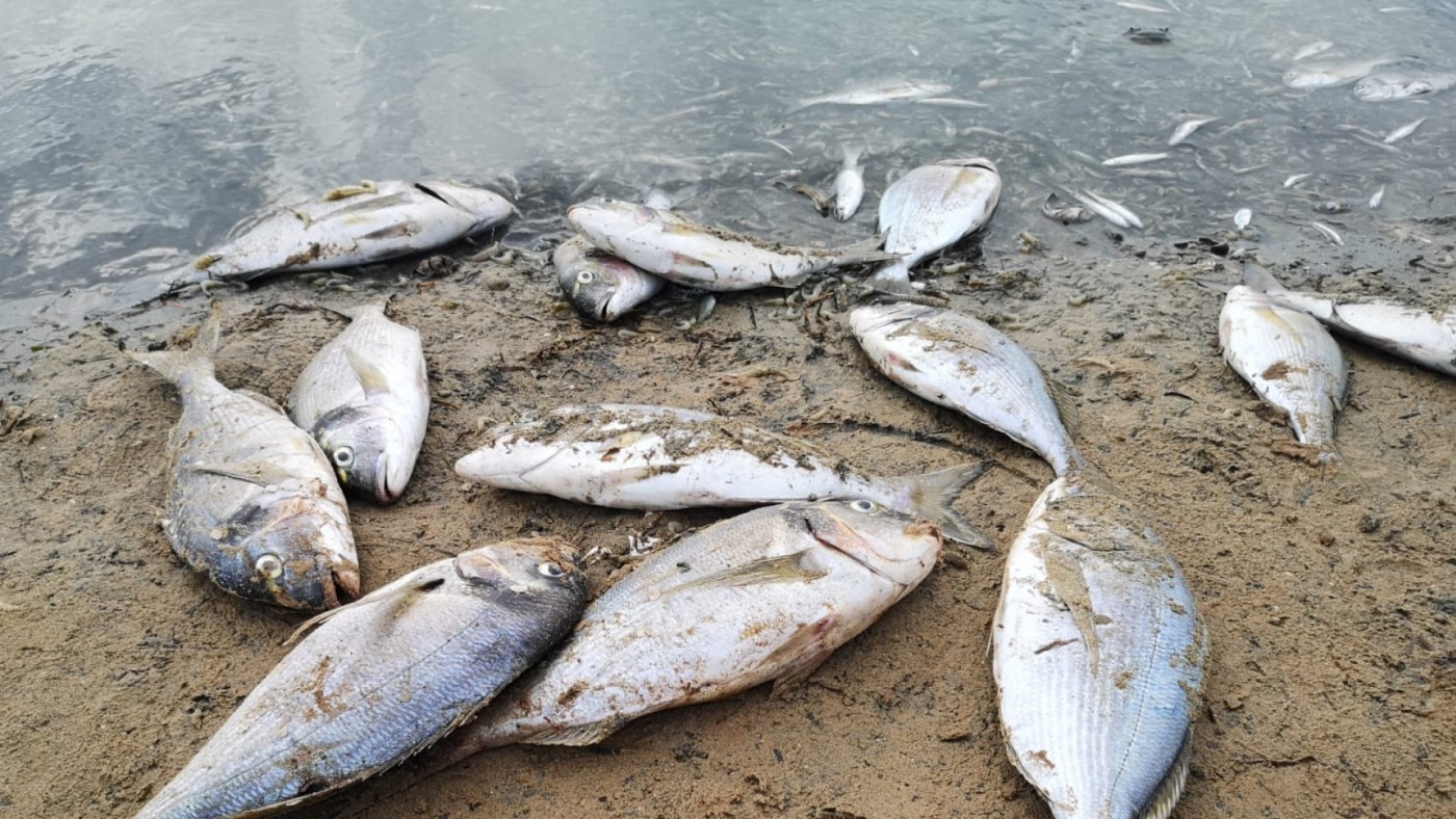 VÍDEO | Aparecen miles de peces muertos en las playas de San Pedro por falta de oxígeno 