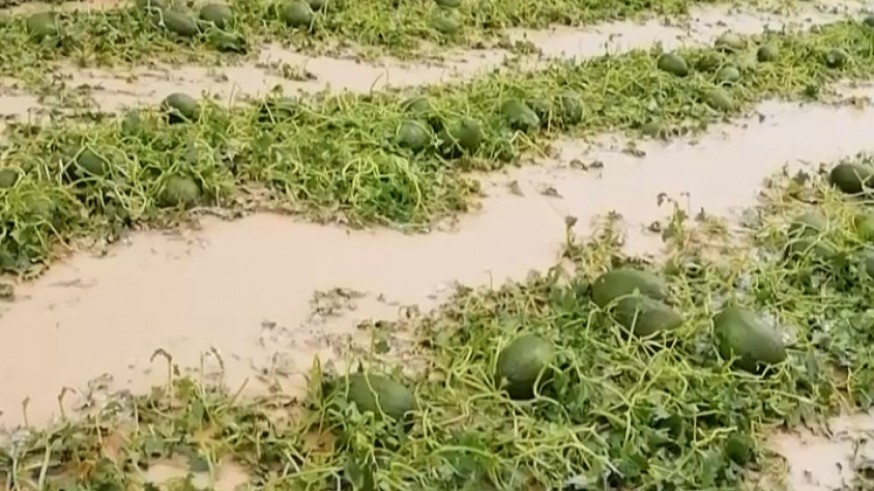 La tormenta con granizo hace estragos en los cultivos del Campo de Cartagena